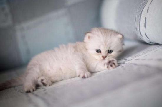 金吉拉猫好养吗