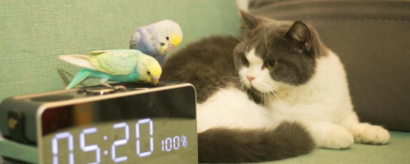 肖战的猫坚果是什么品种