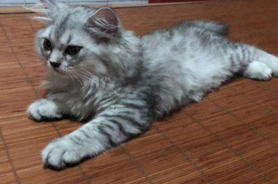 美短返祖猫不值钱吗