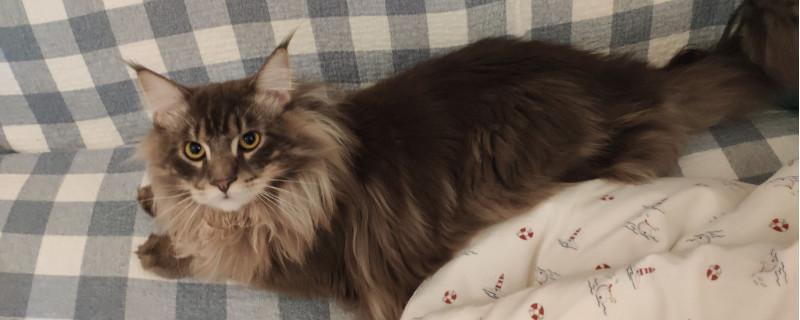 养缅因猫很烧钱吗
