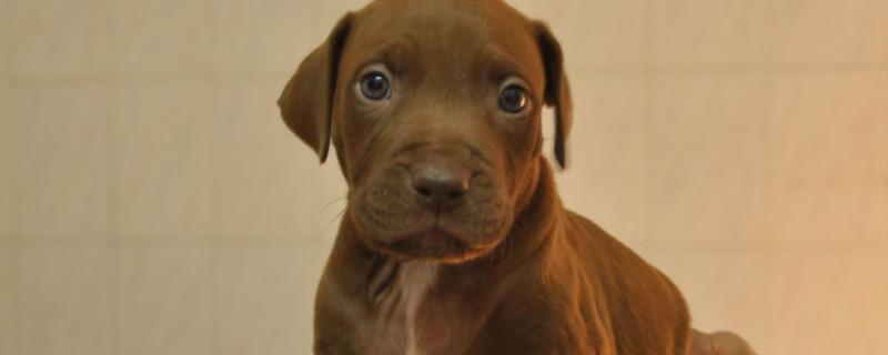 养比特犬危险吗