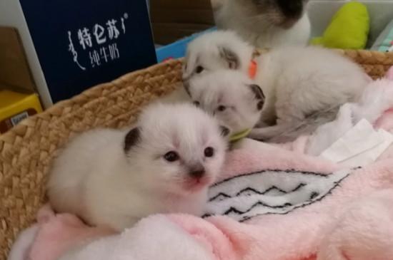 暹罗猫怎么养才听话，让暹罗猫听话小妙招