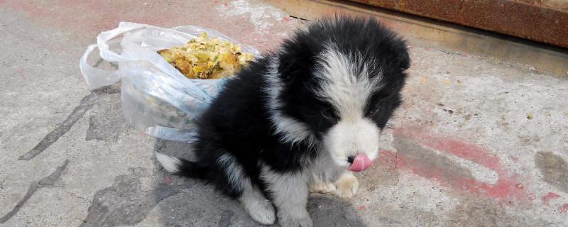 边牧犬怎么训练
