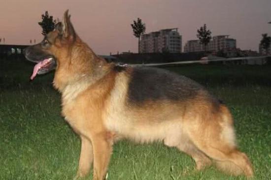德牧是禁养犬吗