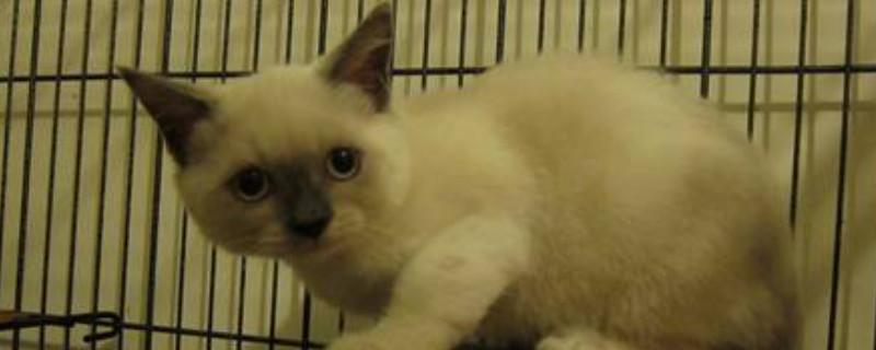 重点色短毛猫和暹罗猫区别