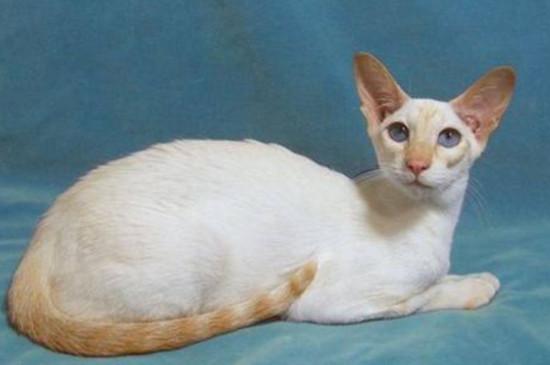 重点色短毛猫和暹罗猫区别
