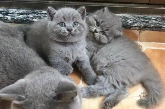 丁香蓝猫和蓝猫的区别