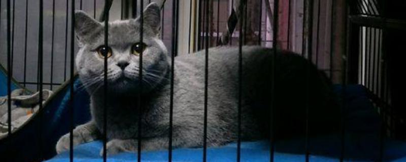 丁香蓝猫和蓝猫的区别