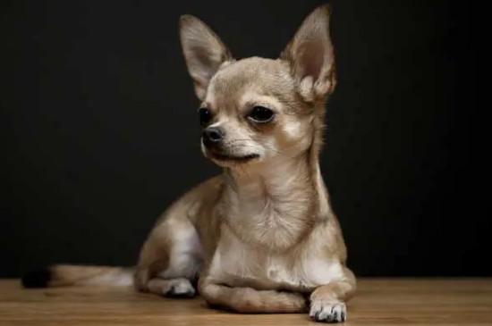 吉娃娃和小鹿犬的区别