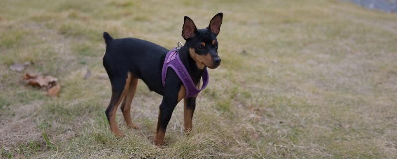 吉娃娃和小鹿犬的区别