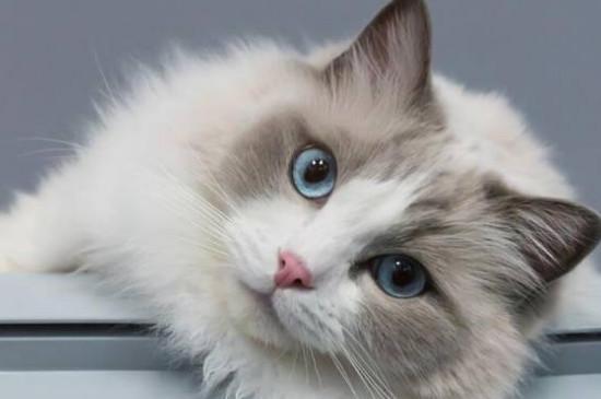布偶猫有哪些品种