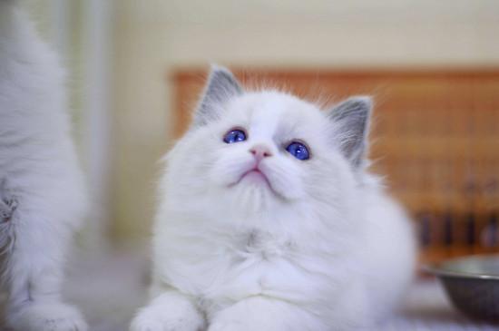 布偶猫有哪些品种