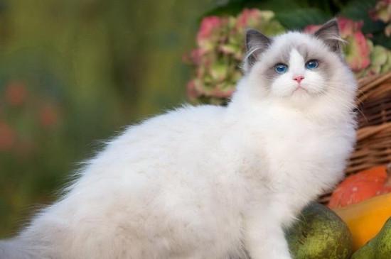 布偶猫有哪些品种