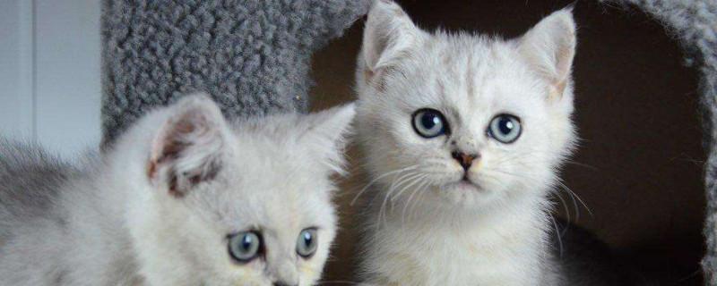渐层猫喂养注意什么