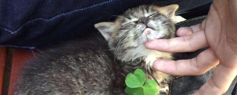 为什么狸花猫很少有人养