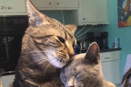 为什么狸花猫很少有人养