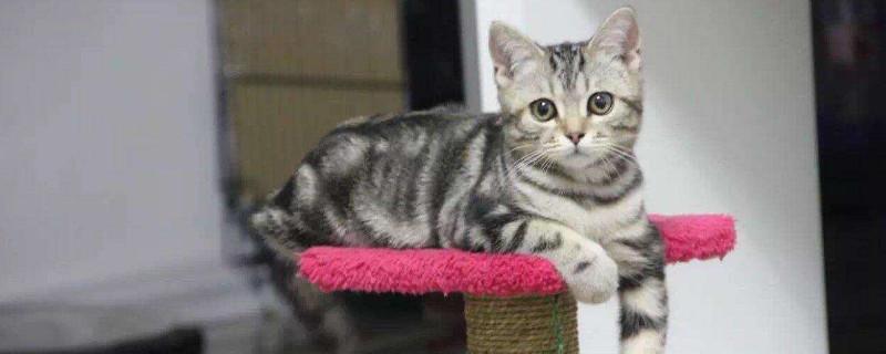 400元买的虎斑猫贵吗,不纯的虎斑猫400贵不贵