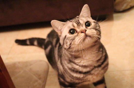 400元买的虎斑猫贵吗,不纯的虎斑猫400贵不贵