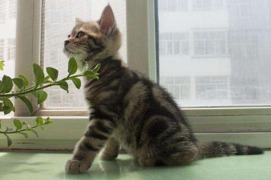 400元买的虎斑猫贵吗,不纯的虎斑猫400贵不贵