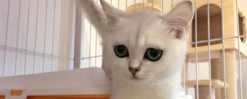 渐层猫是什么品种