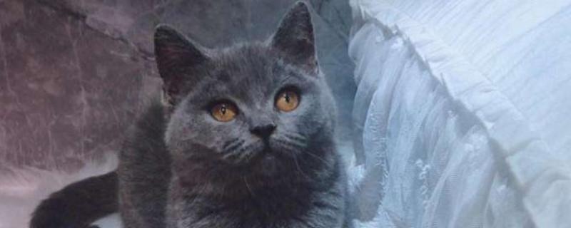 英短蓝猫记仇的表现