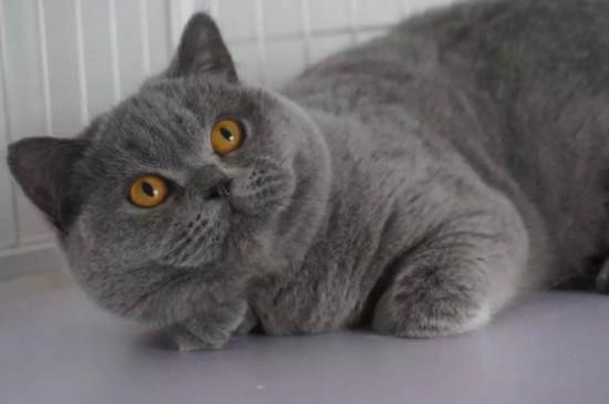 英短蓝猫记仇的表现