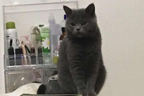 英短蓝猫记仇的表现