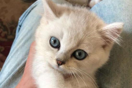 银渐层猫怎么样挑选