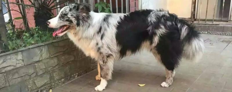 边牧陨石什么意思