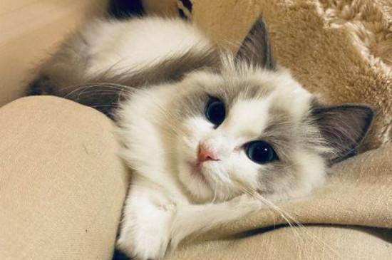 布偶猫多大开始粘人