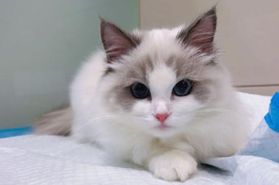 布偶猫多大开始粘人