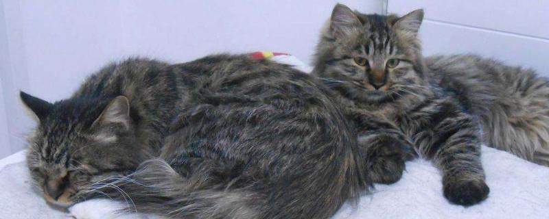 长毛狸花猫和缅因猫区别