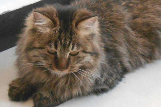 长毛狸花猫和缅因猫区别
