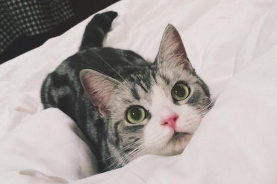 起司猫是什么品种