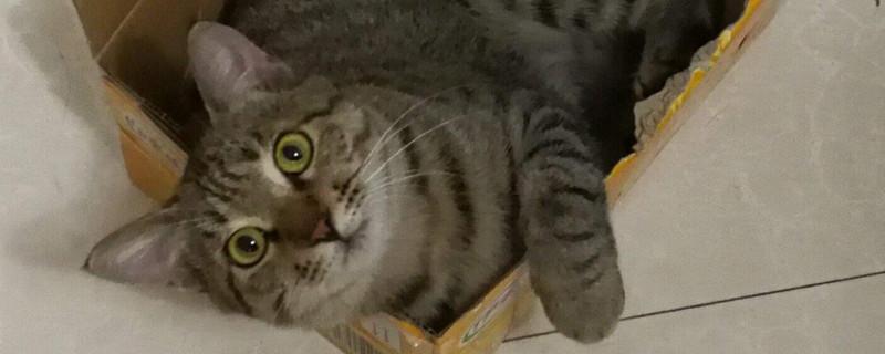 狸花猫能在笼子里养吗