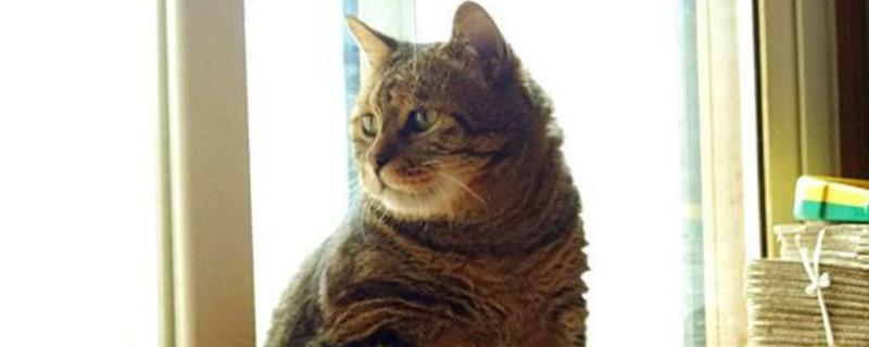 狸花猫可以吃饭吗