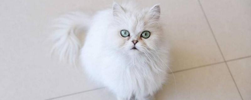 金吉拉一次能生几个