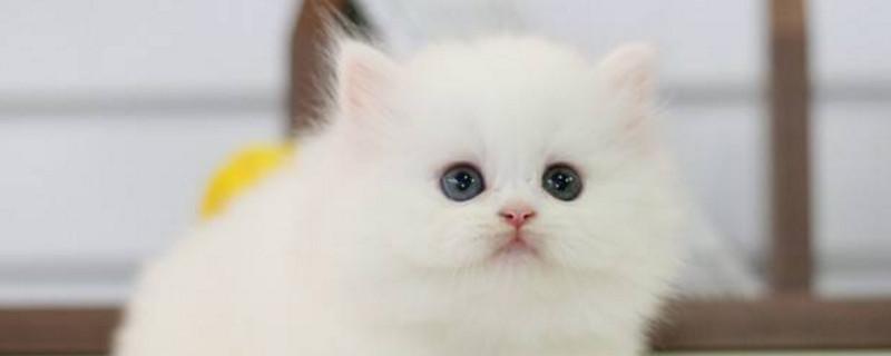 一个月的波斯猫怎么养