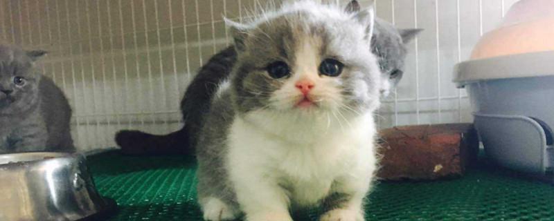 矮脚猫有什么缺陷吗