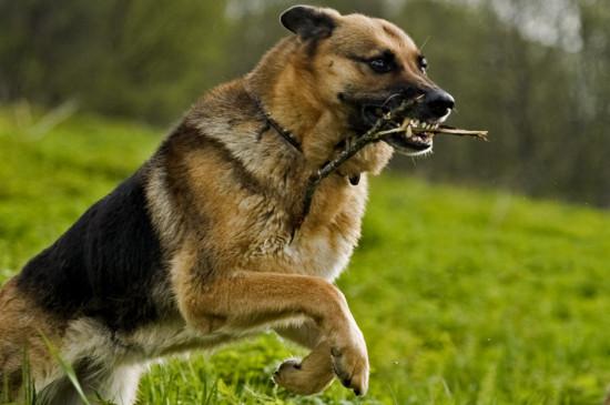 德国牧羊犬多大立耳