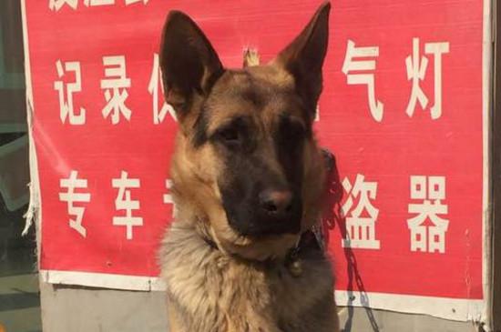 德牧多大开始变沉稳