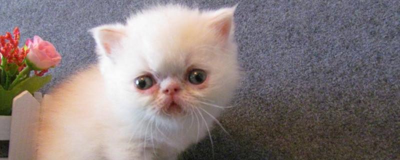 加菲猫对主人忠诚吗