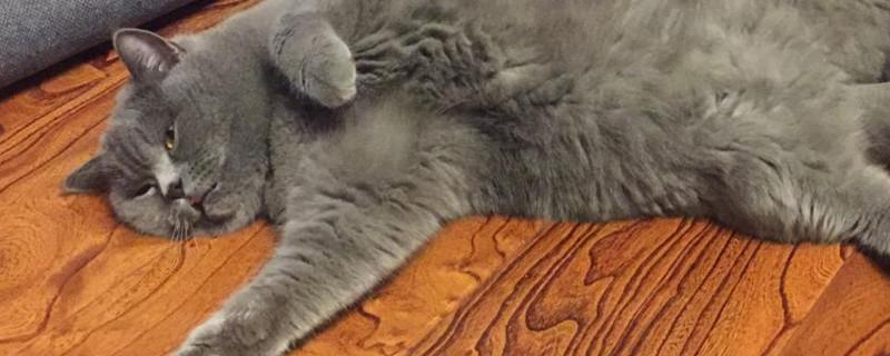 英短公猫一年发几次