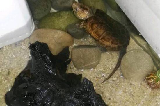 鹰嘴龟肠胃炎怎么办