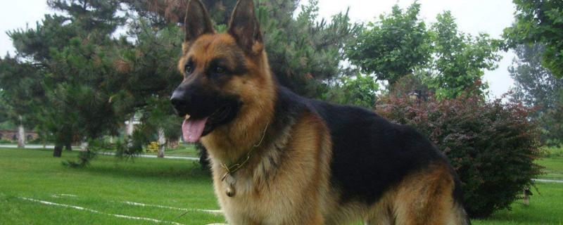 德国牧羊犬智商排第几