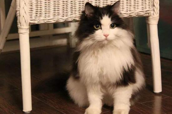 挪威森林猫怎么辨别