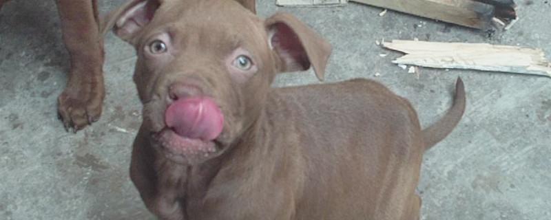 比特犬怎么练死口