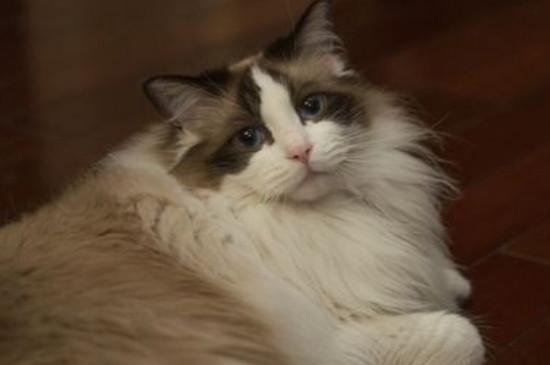 山猫布偶和布偶的区别