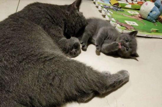 蓝猫怎么看品相