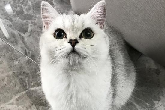 银渐层是英短吗